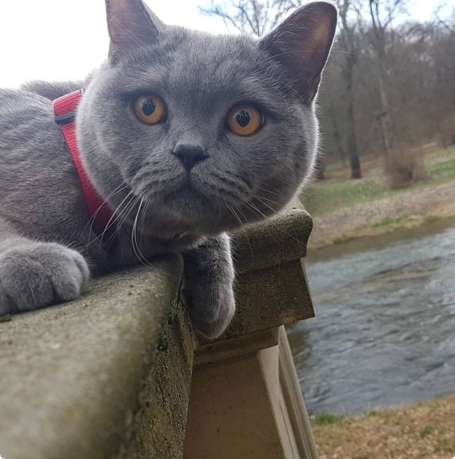 Котофеев пост