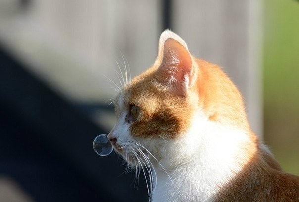 Так себе картинки #15