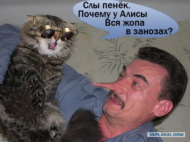 Злой кот