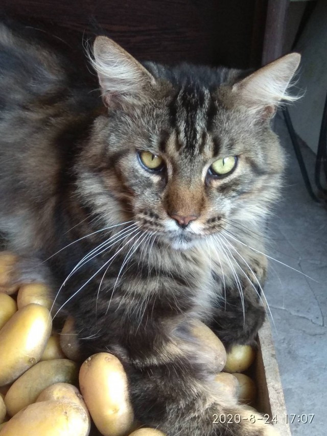 Котаны со странностями
