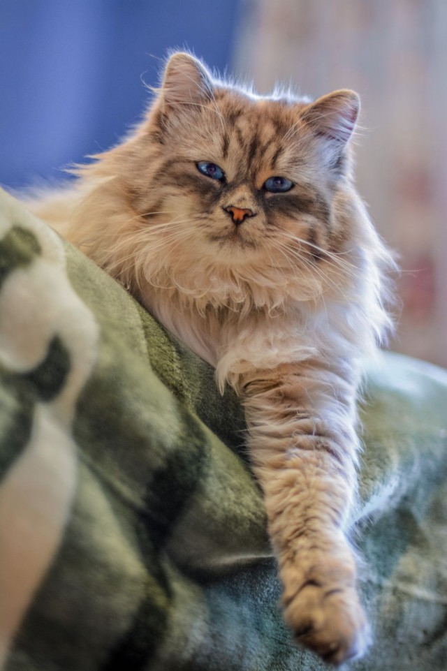 Котовторник. Добавляйте своих