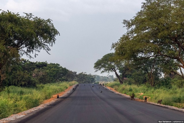 Уганда: самая настоящая Африка с гориллами и носорогами!