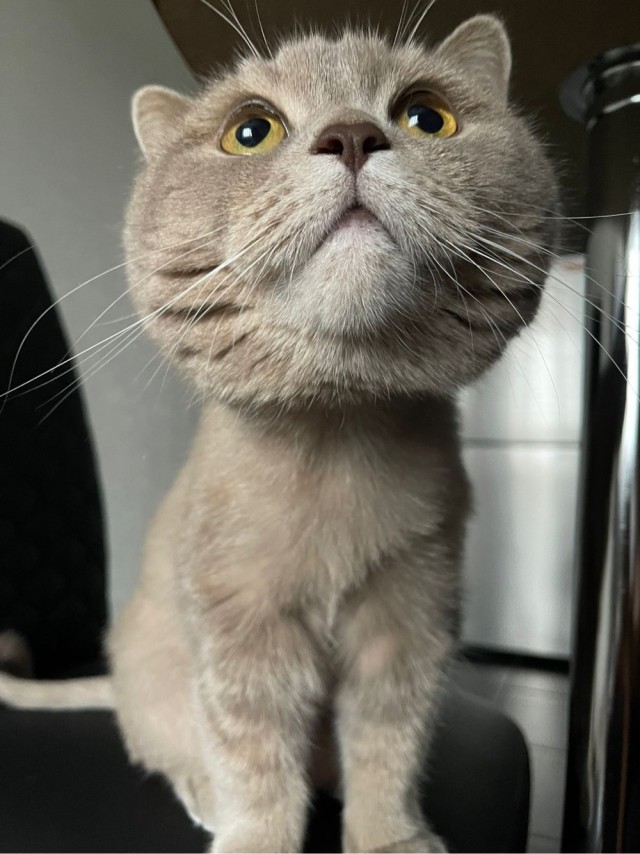 Котовторник