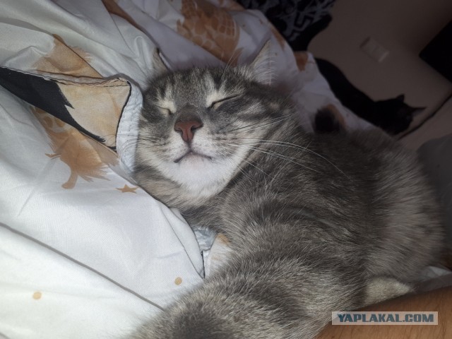 Котовторник