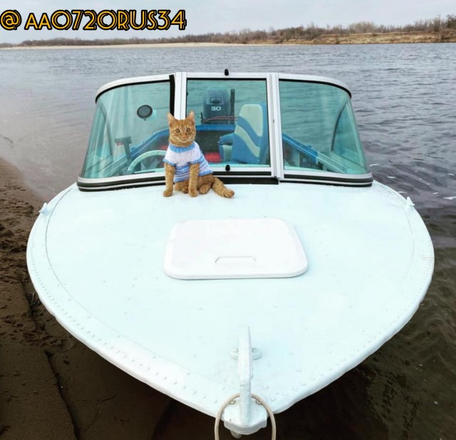 К котовторнику