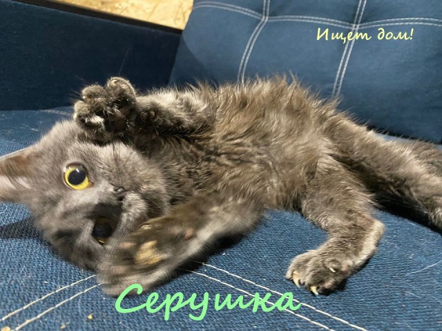Жизнь домашнего приюта "Котоленд" 321