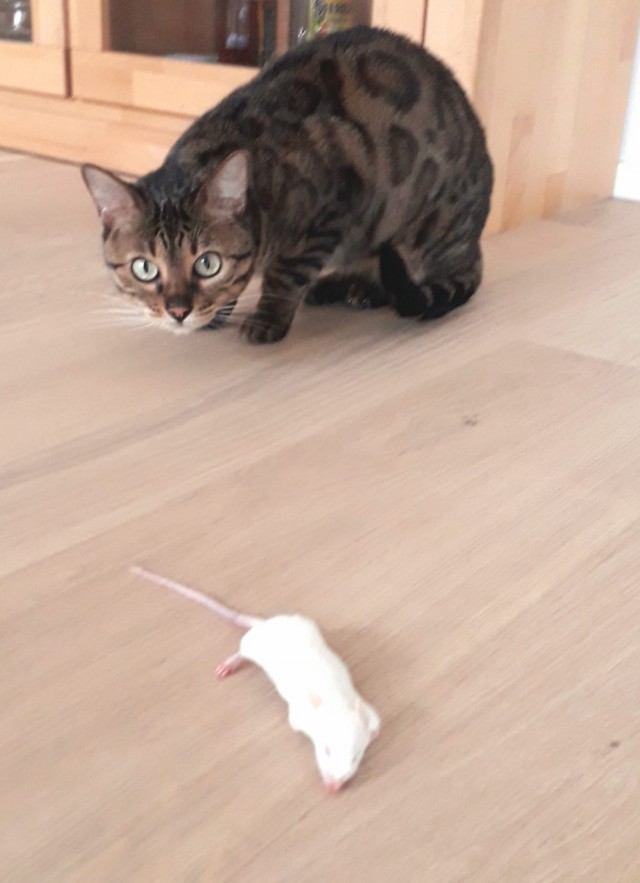 Котоманы, как не разориться на кормежке котов?