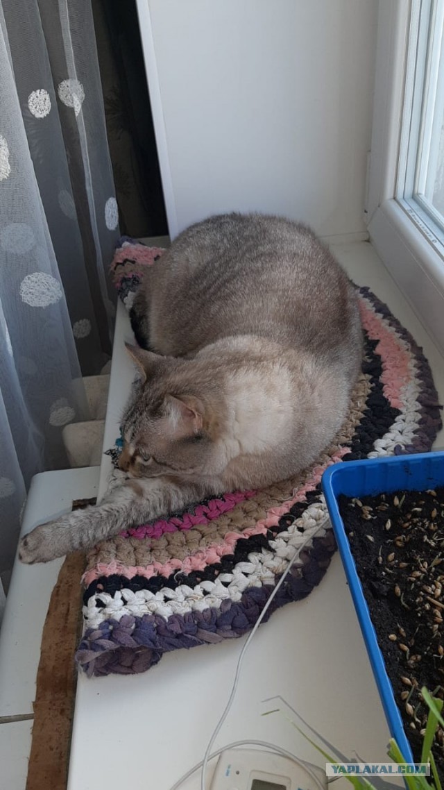 А вот и котовторник 24.05.2022
