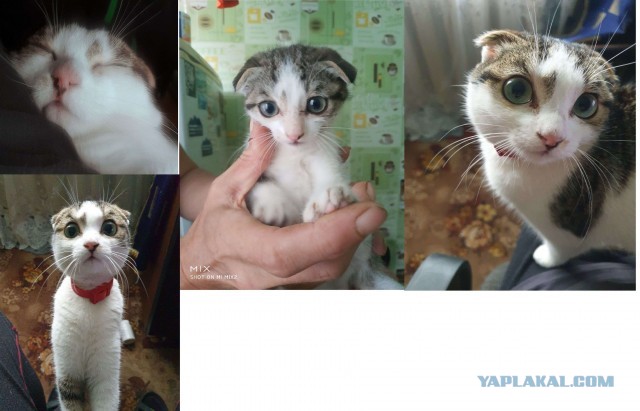 И снова день кошачий!