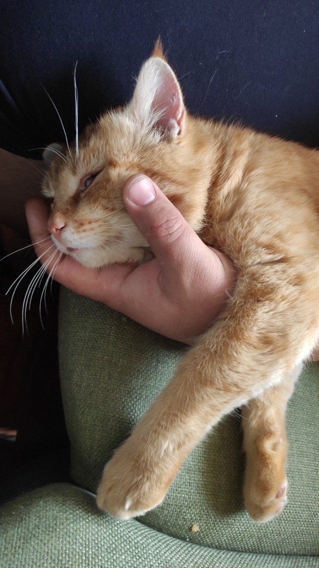 А как спит ваш кошачий?