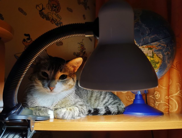 Котолампа. Кот и лампа - новый вариант старого мема