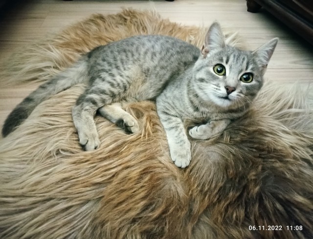 Котовторник. Котенок Кисель