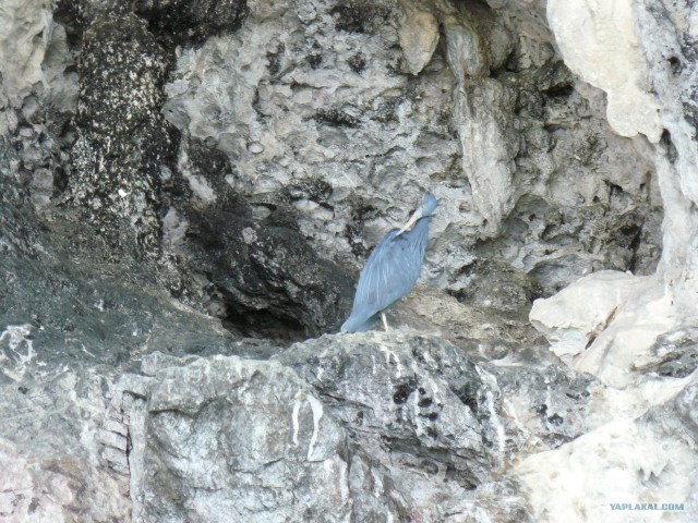 Немного Тая