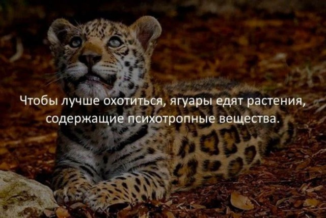 Немного картинок для настроения - 131