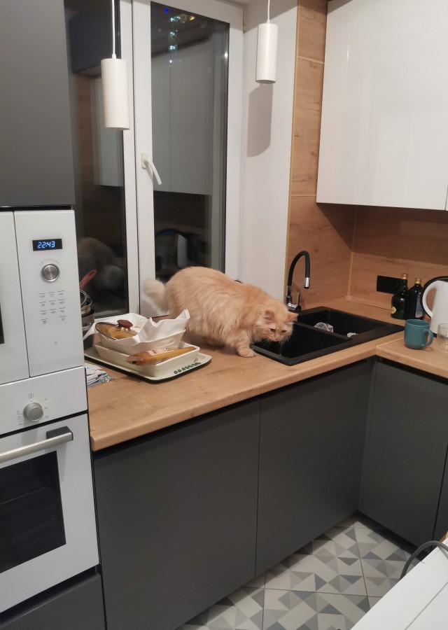 Даёшь котов в этот вторник!