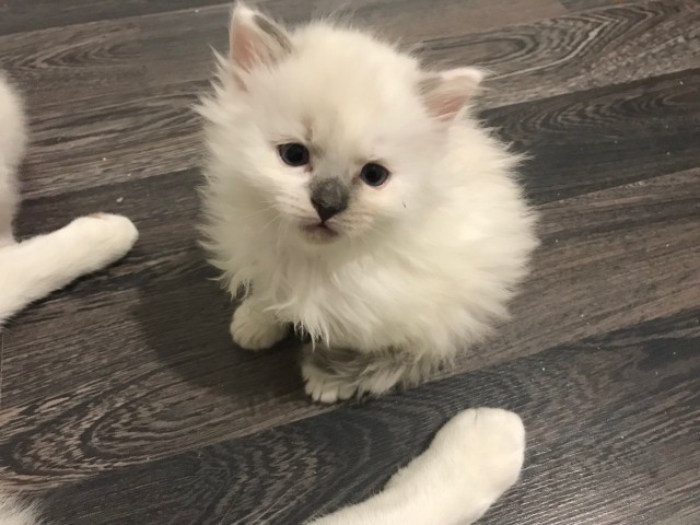 Без кота жизнь не та