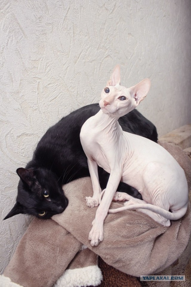 Котовторник 26.03.2013