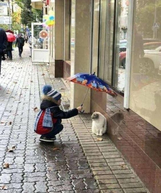 Киса, не мокни!