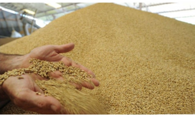 Ростовская область из-за санкций не смогла распродать прошлогодний рекордный урожай зерновых