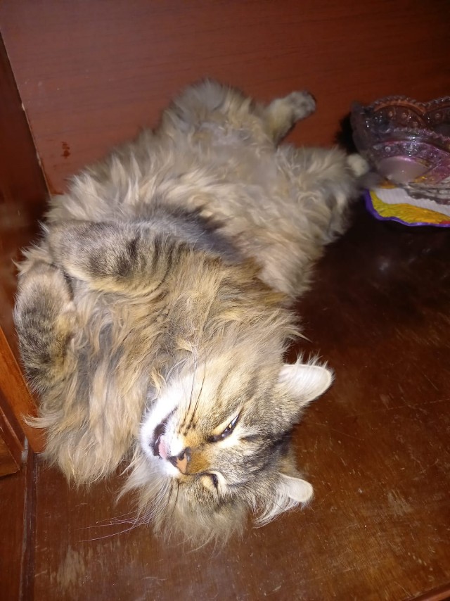 Котячьих потягушечек вам в ленту!
