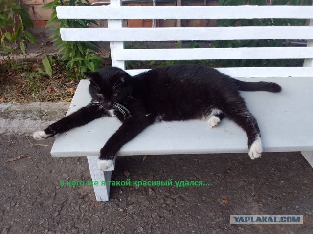 История одного котенка