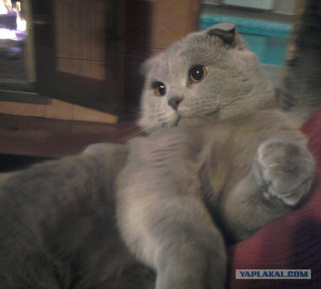 Котовторник 23.04.2013