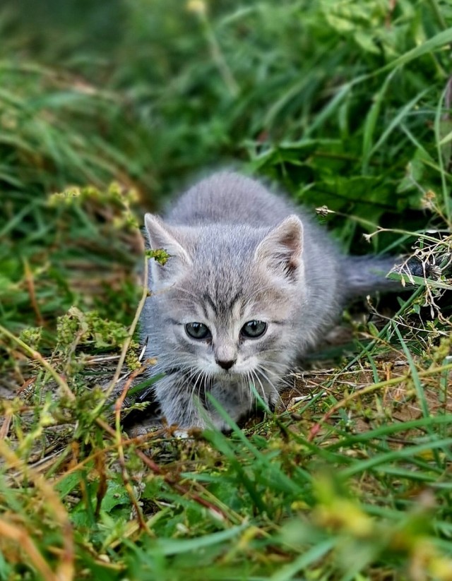 Подбирайте дворовых котят, из них получаются самые благодарные кошки