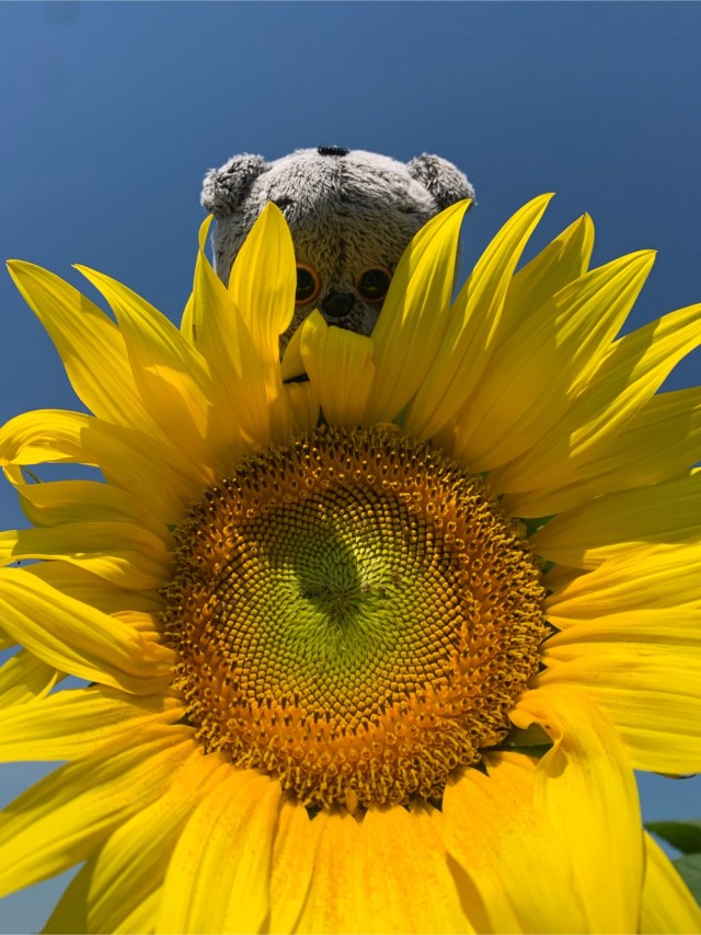 Котик скучает