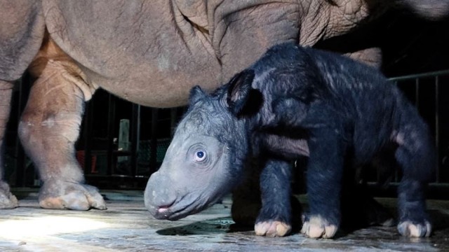Детёныш суматранского носорога родился в одном из национальных парков Индонезии