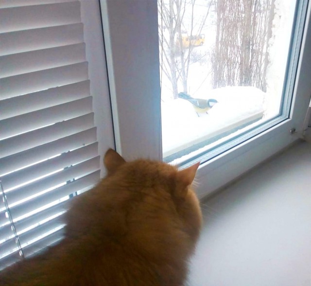 Мой котяра