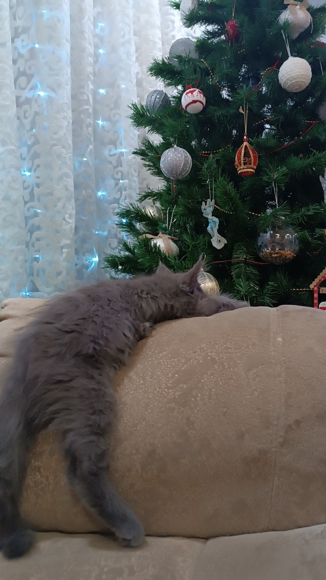 Маленькая хозяйка