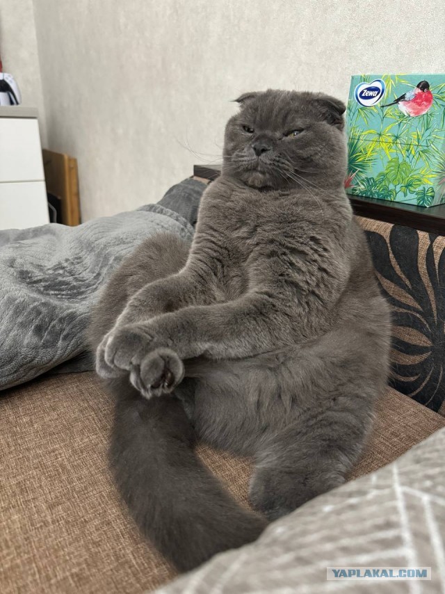 Первый Котовторник 2024