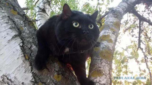 Жизнь домашнего приюта для котеек 478