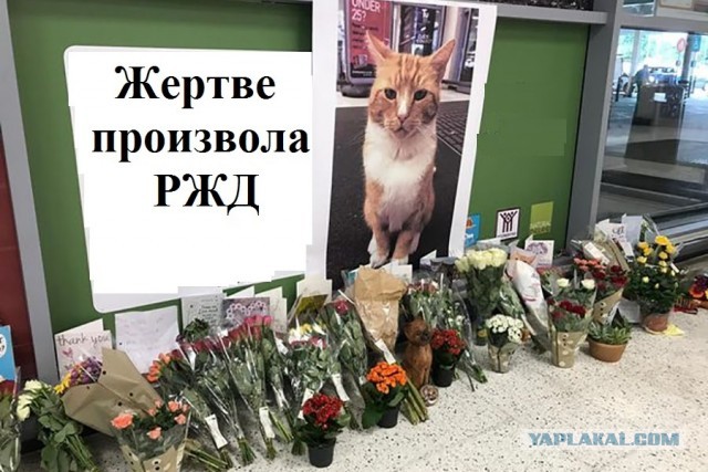 Дети мигрантов напали с ножом на соседа по дому.