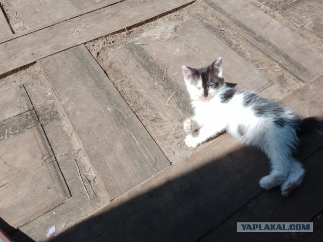 Жизнь домашнего приюта для котеек 499