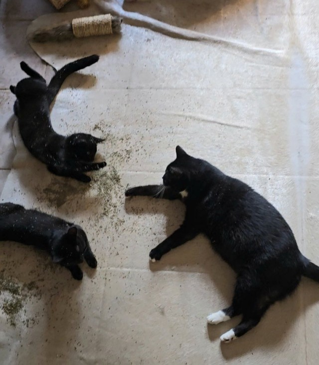 Дата в истории - "Сайгон" и "Спокойной Ночи, Малыши"