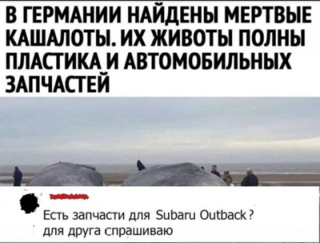 В Австралии более 150 косаток массово выбросились на сушу — ученые не могут понять, что с ними случилось