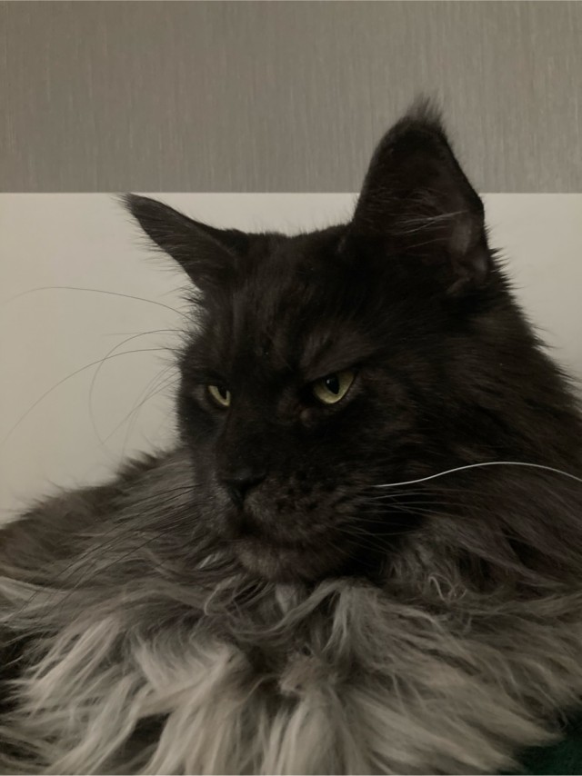 Совпало с котовторником.