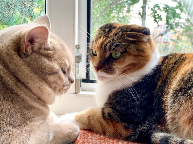 Это что, котовторник?