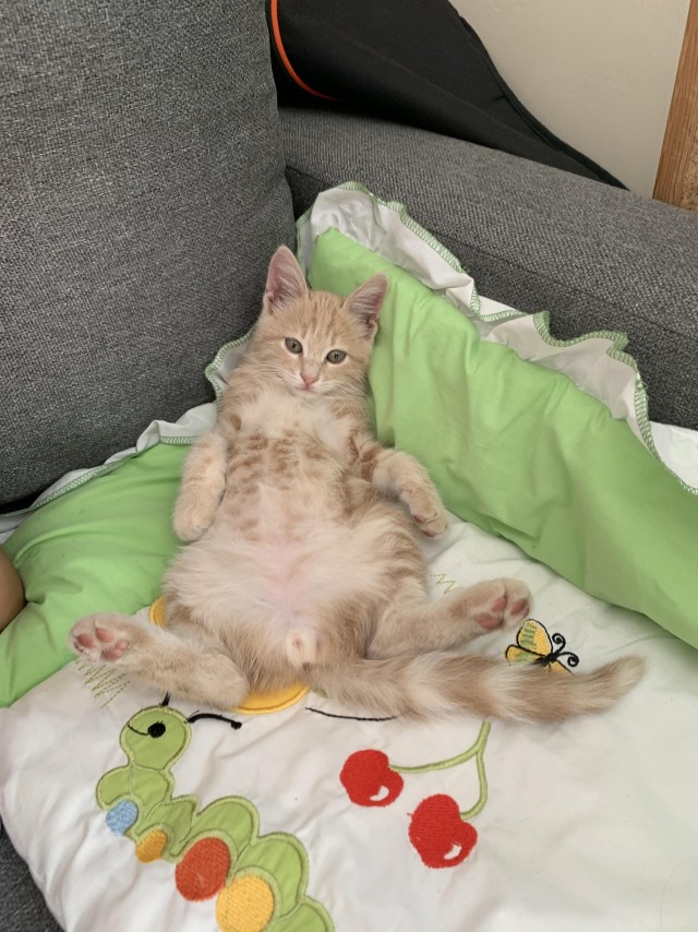 Котик из мусорного бака