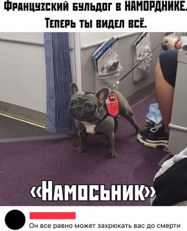 Веселые картинки в пятницу (06.06)