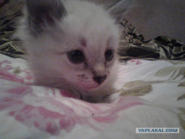 Котовторник 25.06.2013