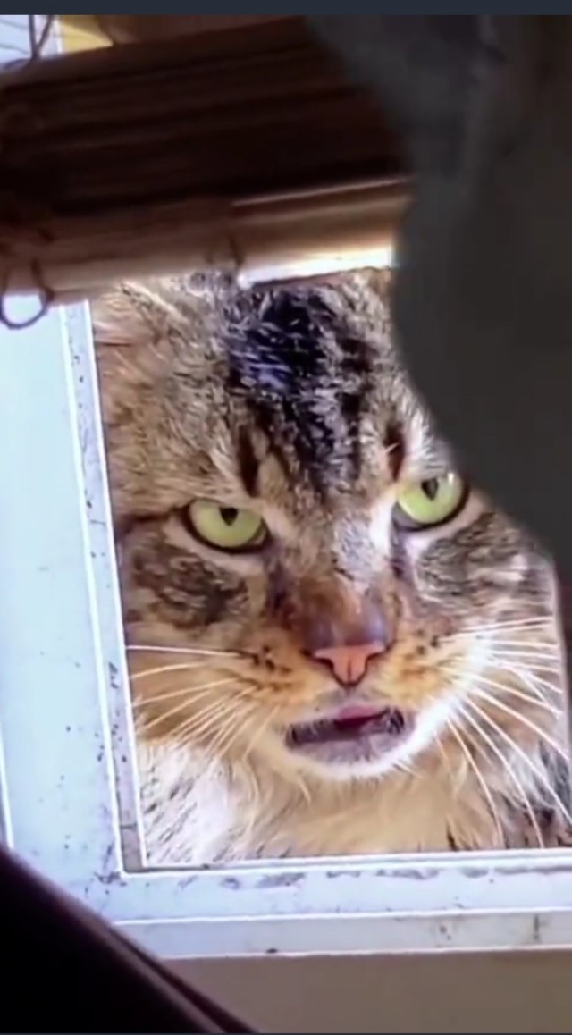 Gangsta коты!