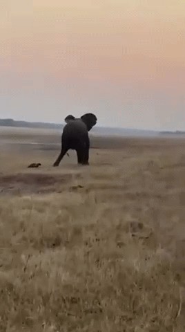 Дерзкий медоед
