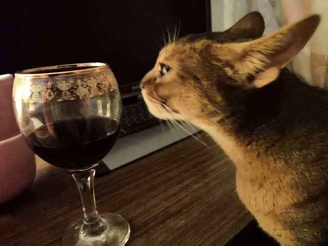 Моему коту Тому 2 года