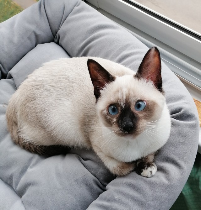 Котовторник?