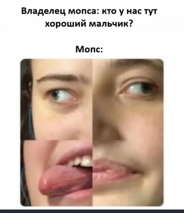 Мопсы в добрые руки