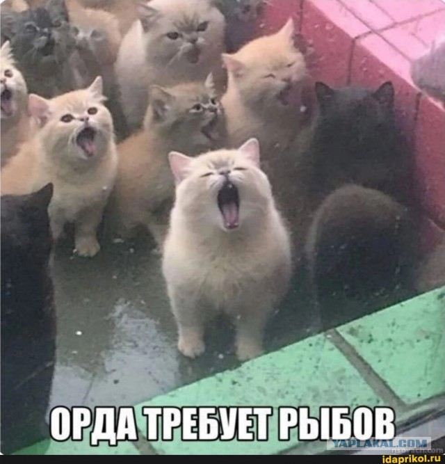 А вы точно рыбами легально торгуете?