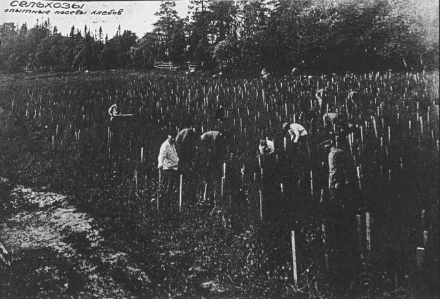 Как заключённые на Соловках открытки печатали. Уникальный артефакт 1920-х годов
