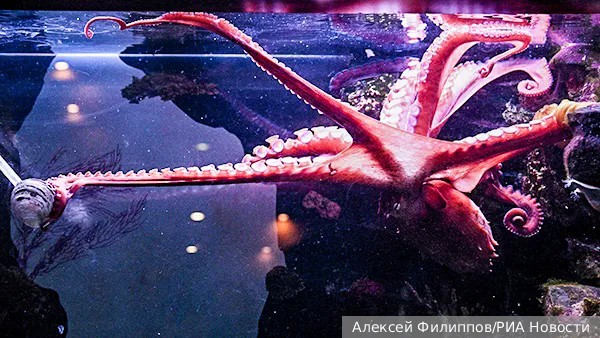 У осьминогов нашли любимое щупальце